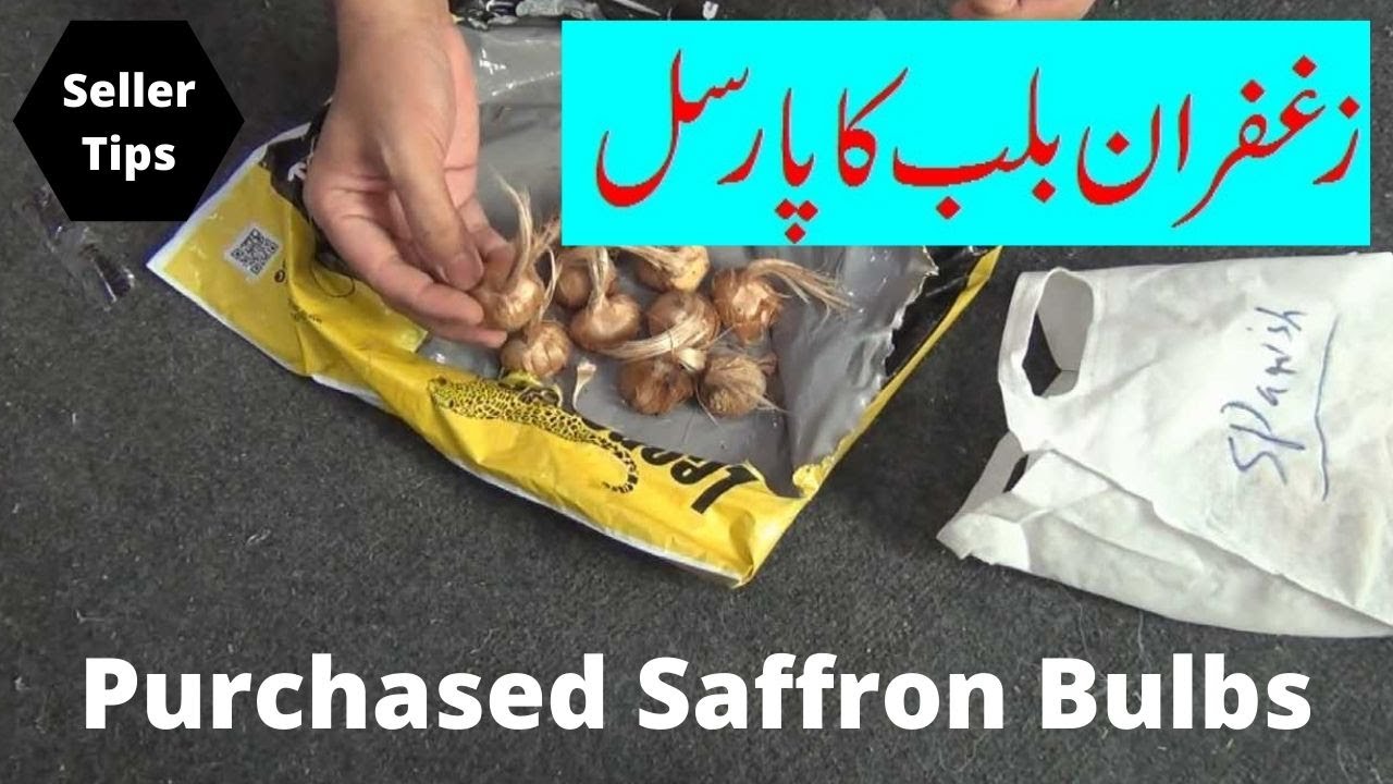 Saffron Bulb | Zafran Ke Bulbs Ka Parcel Mangwaye By Fitness With Arshad Bazaar
