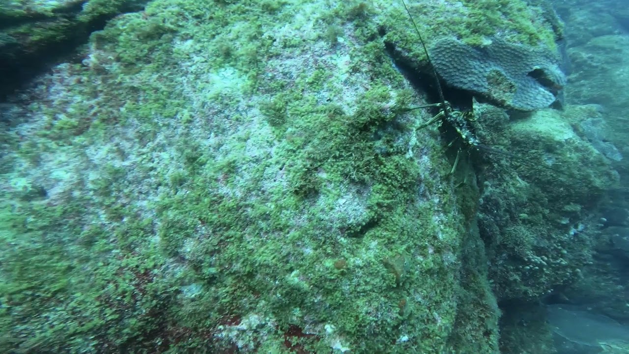 Mergulho - Cagarras - Fernando de Noronha (PE) - Brasil - 07/09/2021