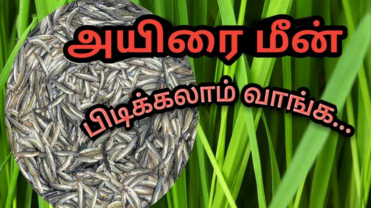 அயிரை மீன் பிடிக்கலாம் வாங்க - கிராமத்து வாசம்