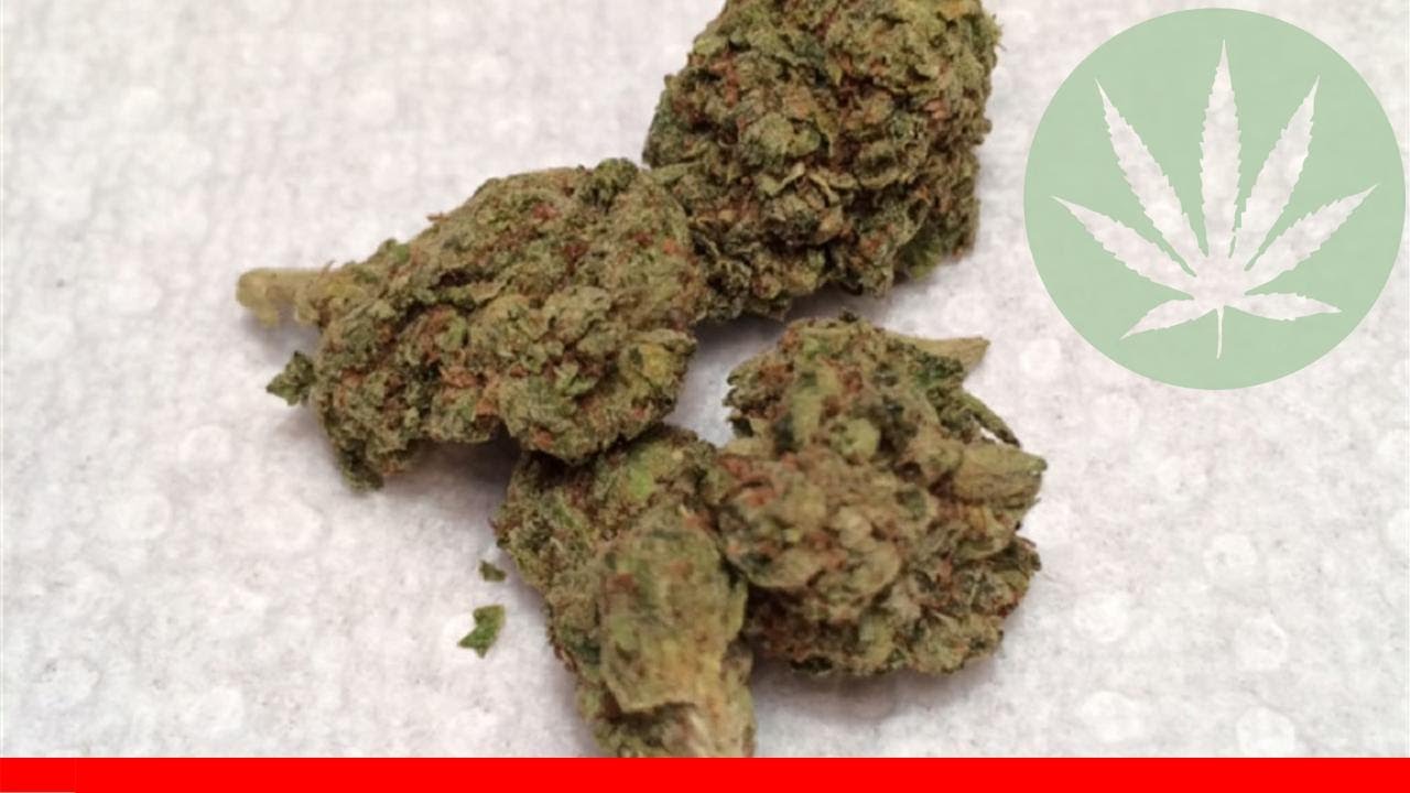 Sour Amnesia - All About This Strain