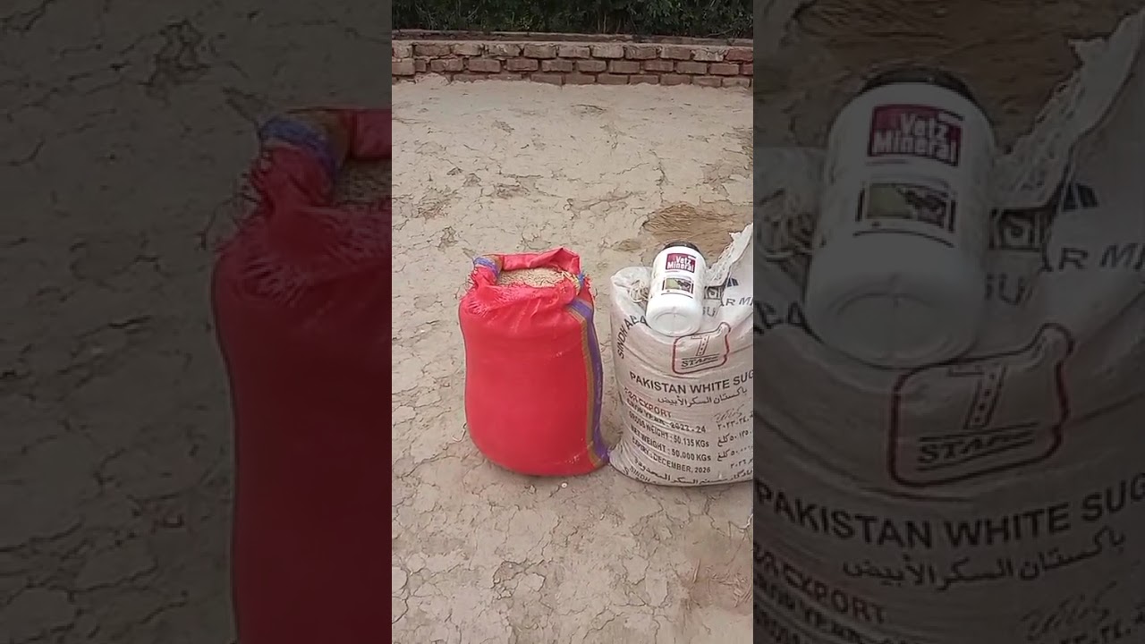 Gandum ka dalya chokar aur minerals mix karke bakro ko khilaya