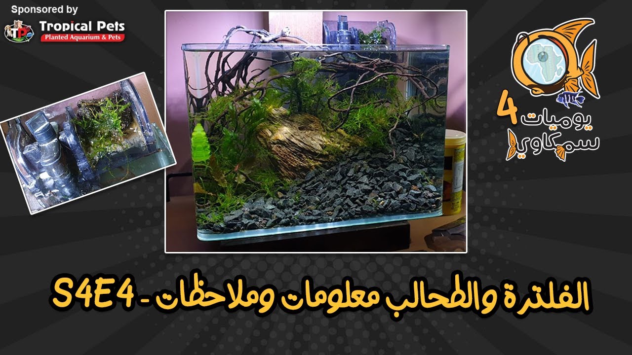 S4E4 - الفلترة والطحالب معلومات وملاحظات