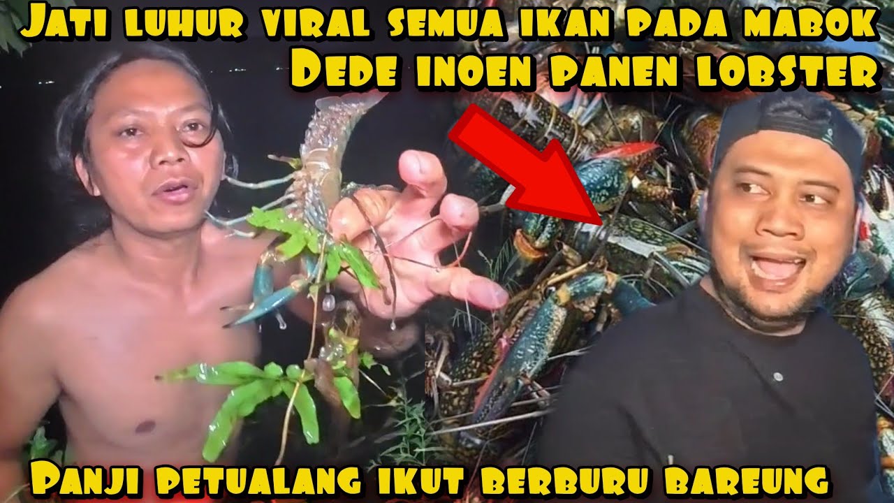 SEMUA IKAN PADA MABOK DI JATI LUHUR DEDE INOEN DAN PANJI AUTO PANEN