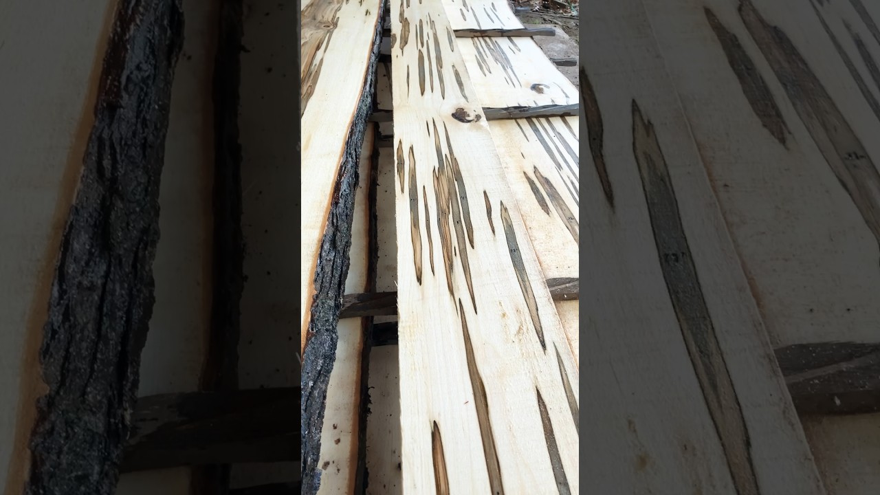 What is Wormy Maple?! #lumber #sawmill #wood #woodmizersawmill #woodworking  #sawmillbusiness #diy