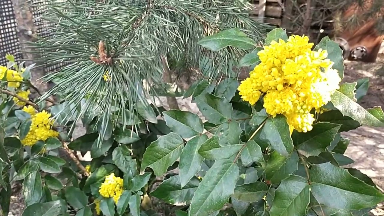 Mahonia i jej właściwości lecznicze