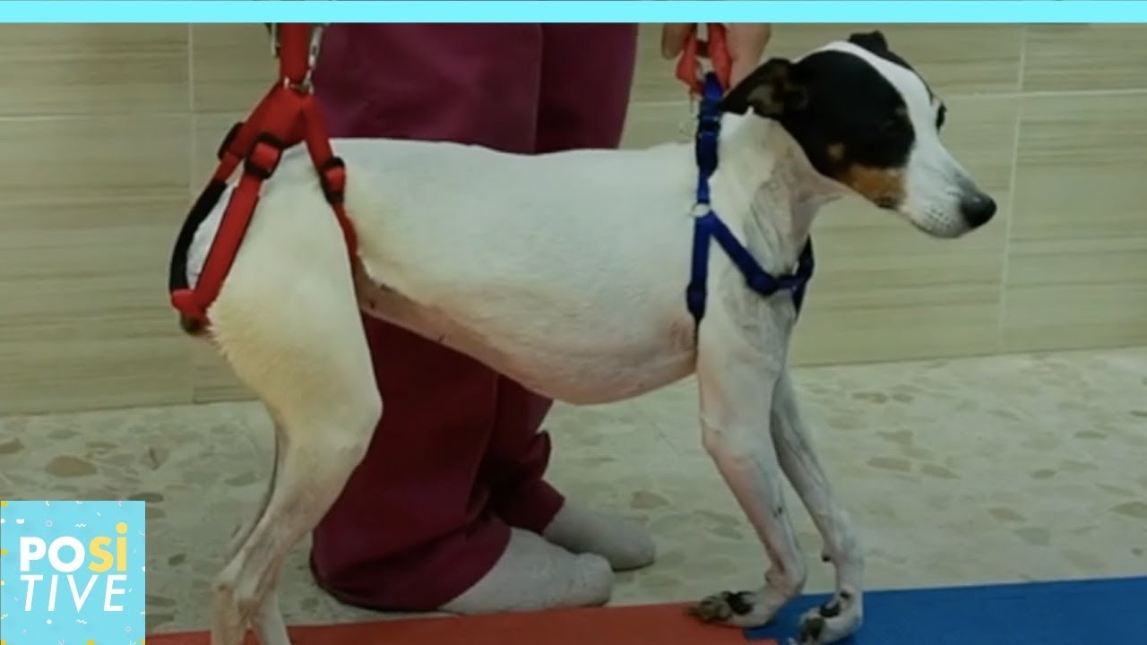 Amazing recovery of paralyzed dog | Positive