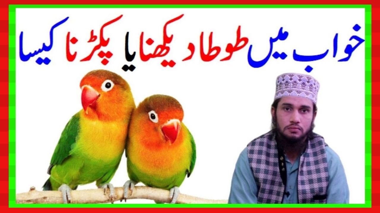 Khwab Ki Tabeer In Urdu || Khwab Mein Toota (Parrot) Dekhna Ya Pakrna ||  Toota Dekhna || Khwab Nama