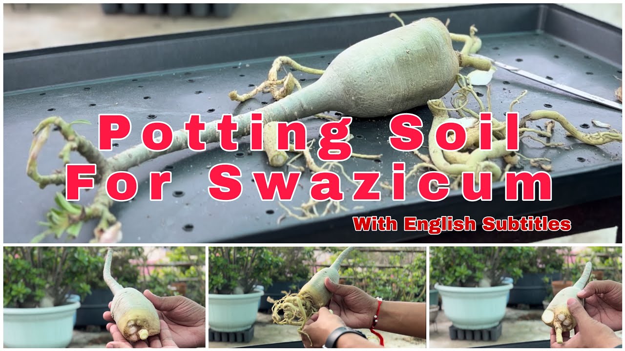 Adenium Swazicum Ke Liye Special Potting Soil / Caudex Pruning Of Desert Rose Swazicum