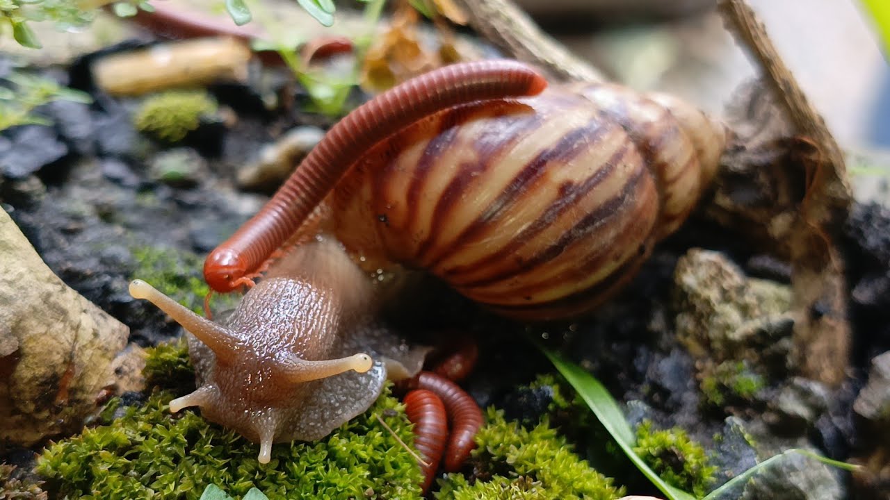 A Tiny Journey: Slow Walking with Millipedes & Snails 