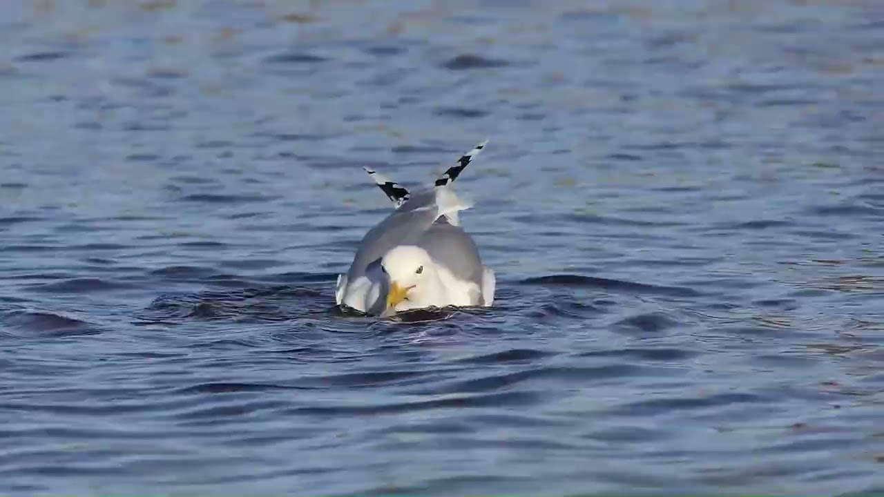 Foeragerende PONTISCHE  MEEUW (Larus cachinnans)  in de Gouwe bij  Boskoop. Pontic Gull,  02-03-2026
