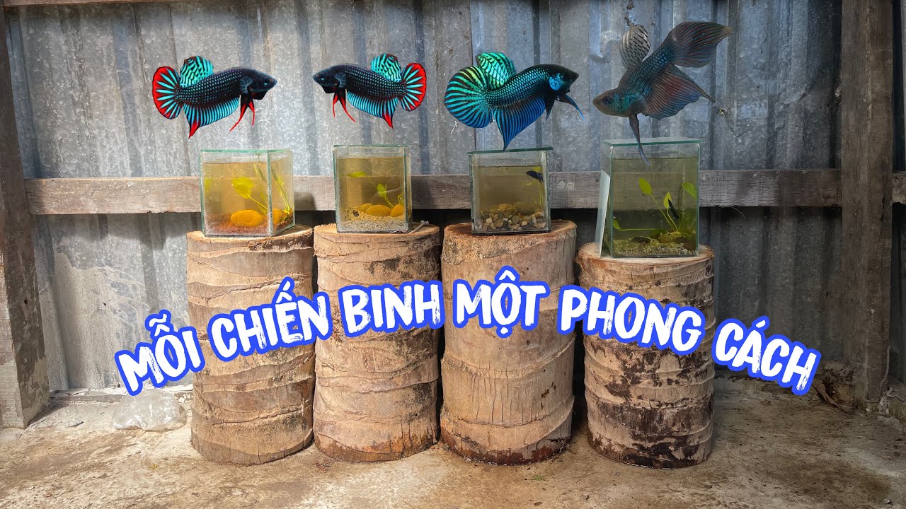 Những Người Bạn Mới Của “ Đại Tướng Lưng Gù Mahachai”