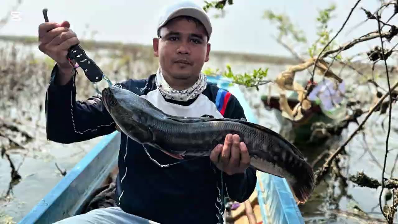 ត្រីឆ្តោរធំណាស់​ #បបក់ត្រីឆ្តោរ​ #ក្បាលតោល​ #បឹងទន្លេសាប ០៧កុម្ភះ២០២៦
