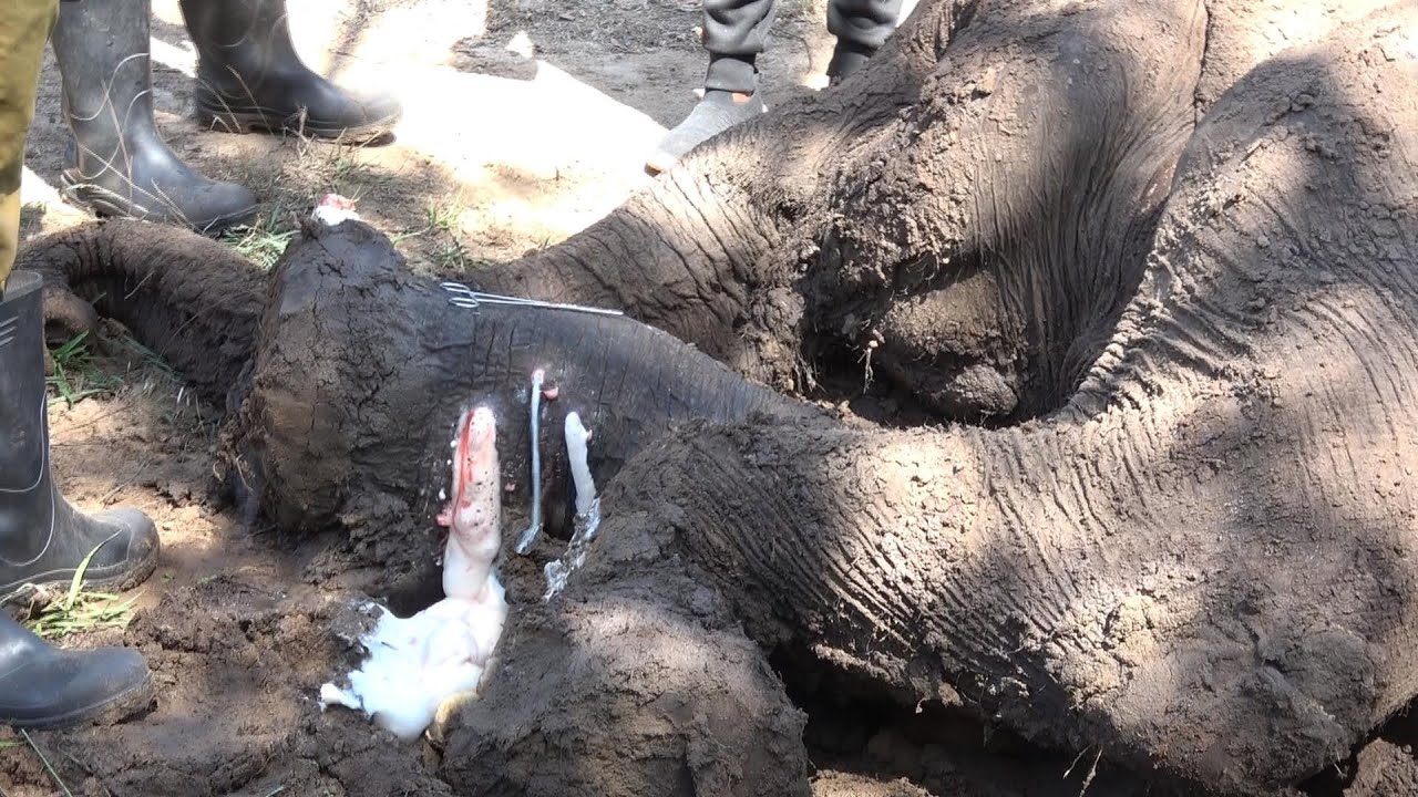 Человечество! Огромный слон страдает от абсцесса на ноге, и его лечат храбрецы.