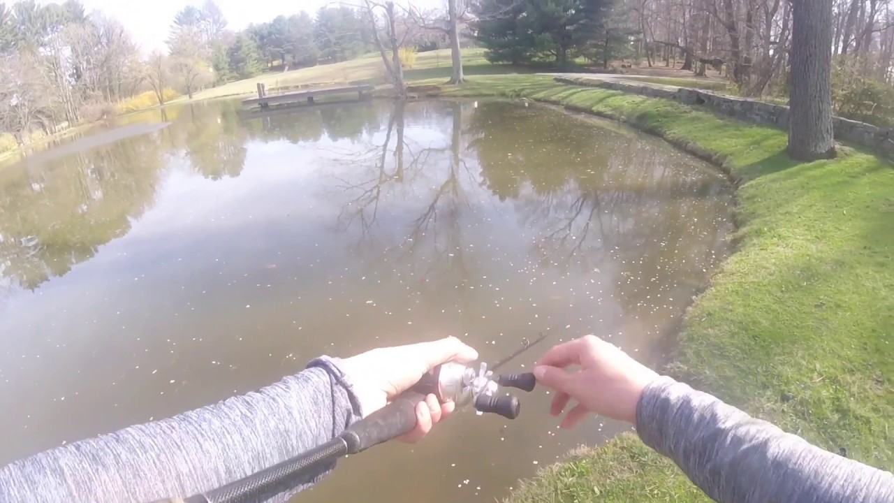 Small Fish