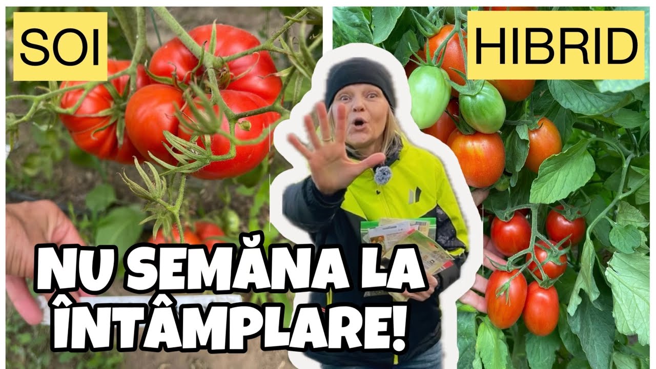 Soiuri sau Hibrizi? Avantaje, Dezavantaje si Alegerea Corectă! 🫘 #seminte