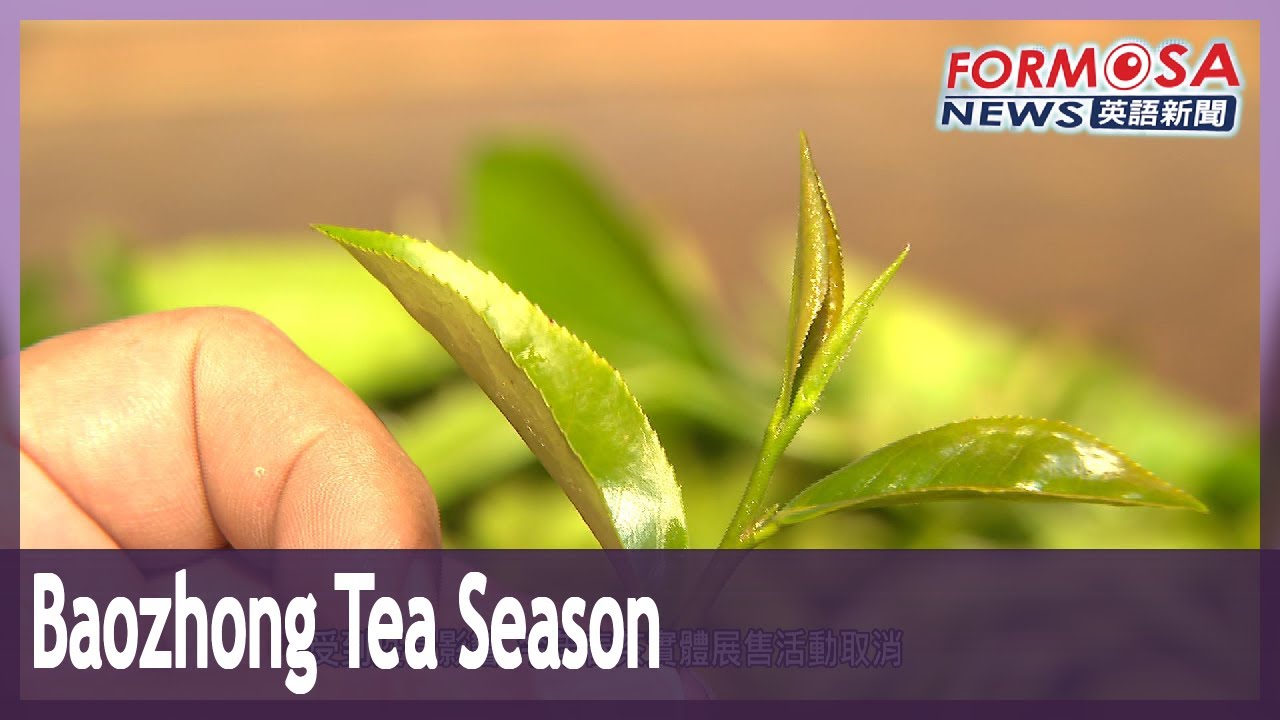 New Taipei tea growers celebrate Baozhong tea harvest despite COVID woes