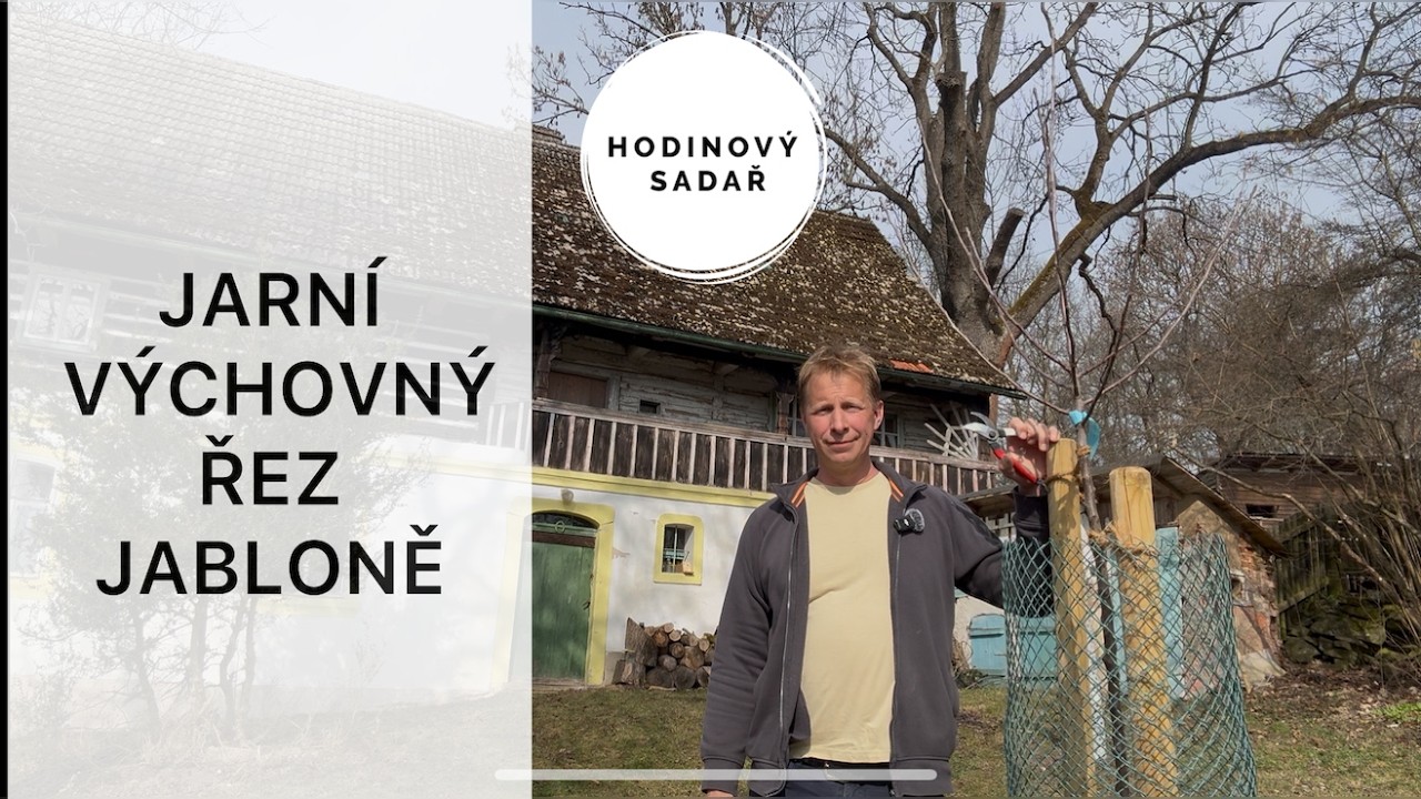 🌳 Jarní výchovný řez jabloně 🌳 Jak stříhat jabloň po výsadbě 🌳 Běžné chyby 🌳