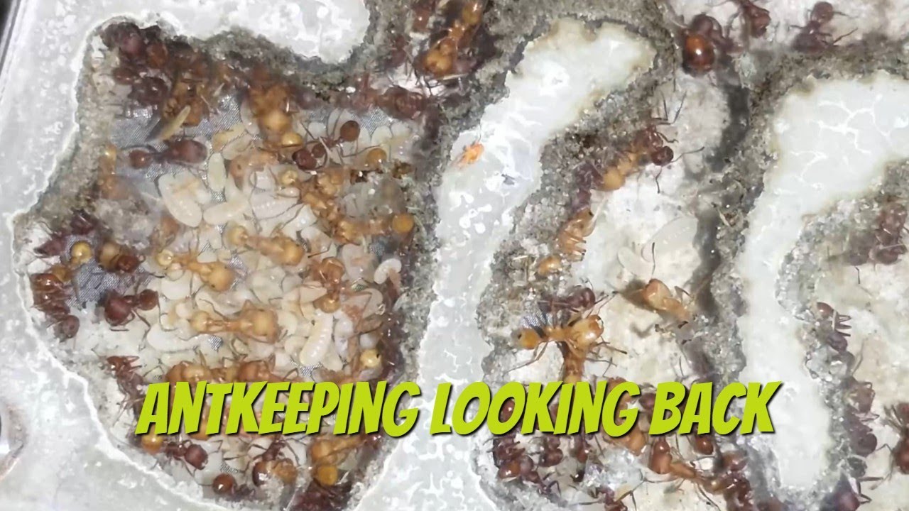 Antkeeping looking thru old videos 