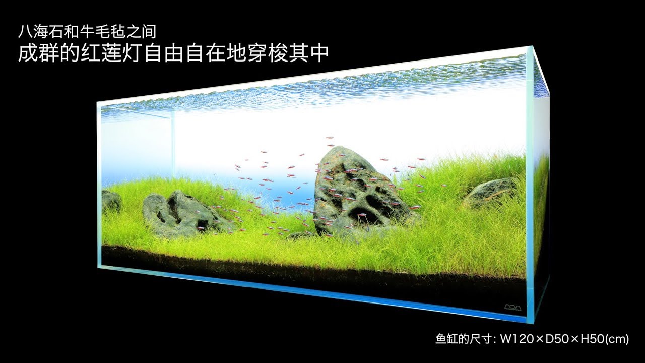 [ADAview] 八海石和牛毛毡之间 成群的红莲灯自由自在地穿梭其中