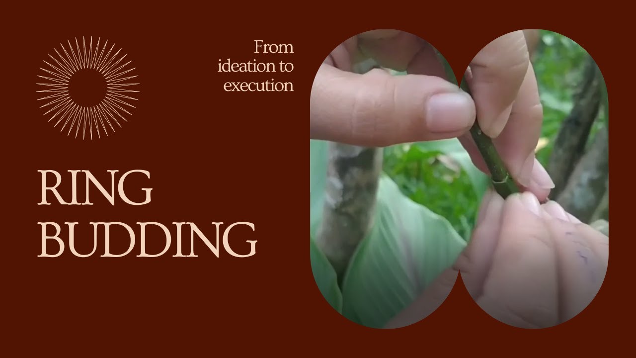 How-To: Ring Budding