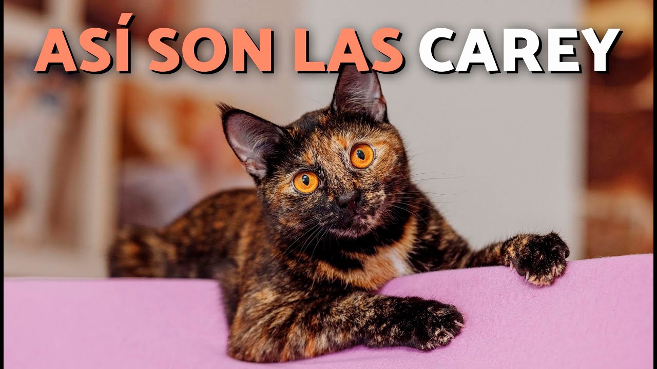 &iquest;C&oacute;mo son las GATAS CAREY? 🙀 PERSONALIDAD y CAR&Aacute;CTER