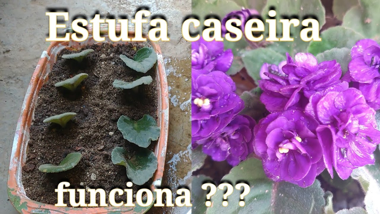 Mudas de violetas 🌷🌷🌷 @coisasdacris9013