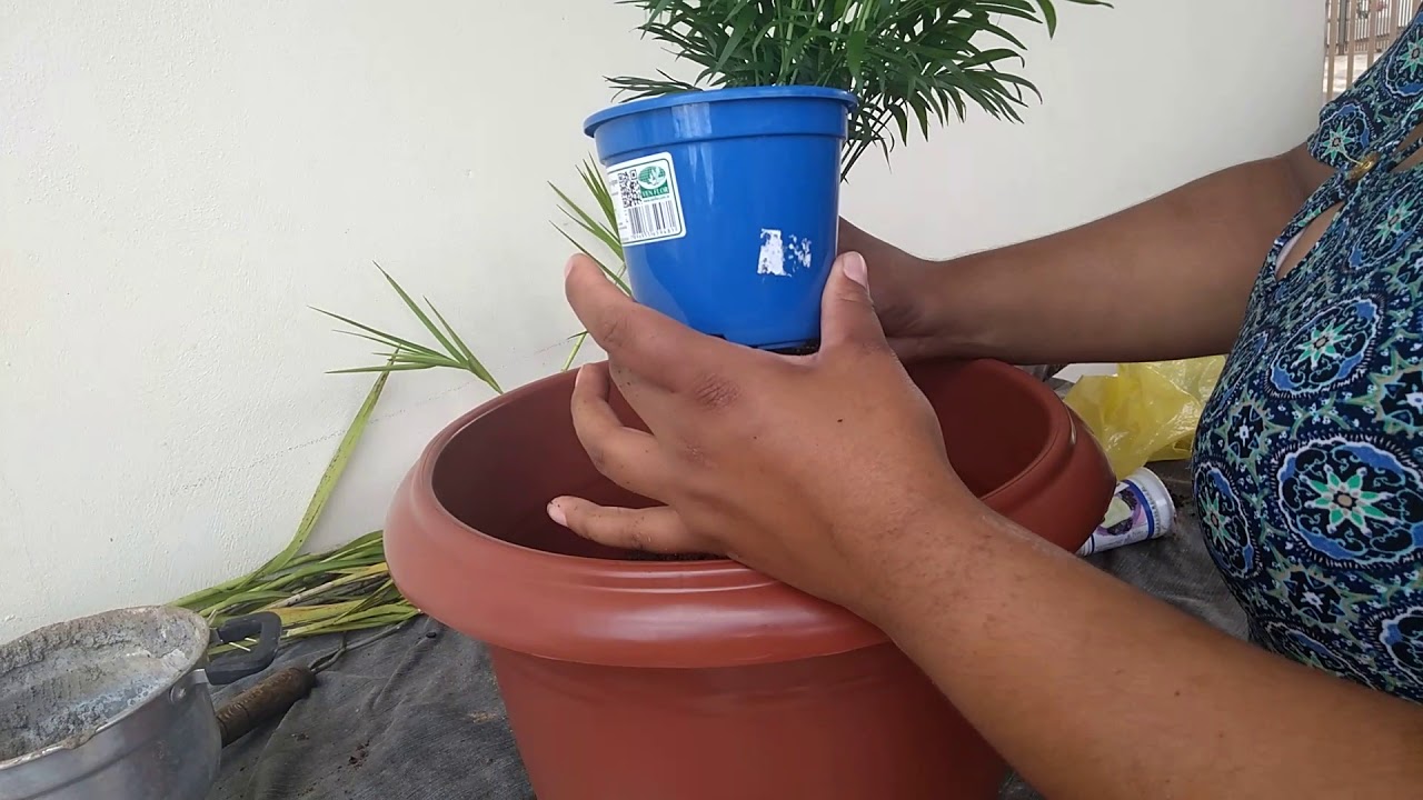 Palmeira Areaca Bambú: Como plantar e cuidar