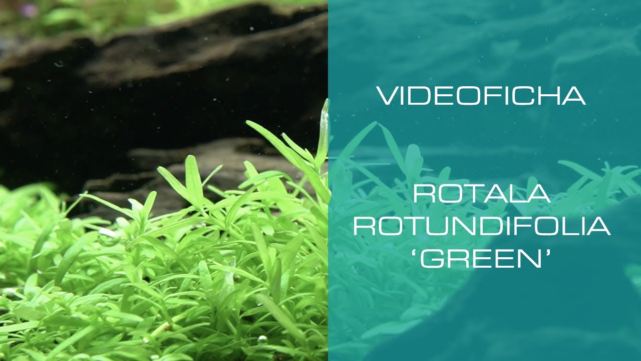 Rotala rotundifolia 'Green' - VideoFicha - Un Macizo verde para tu acuario - PezVerde