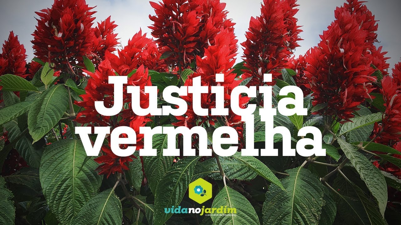 Justicia vermelha