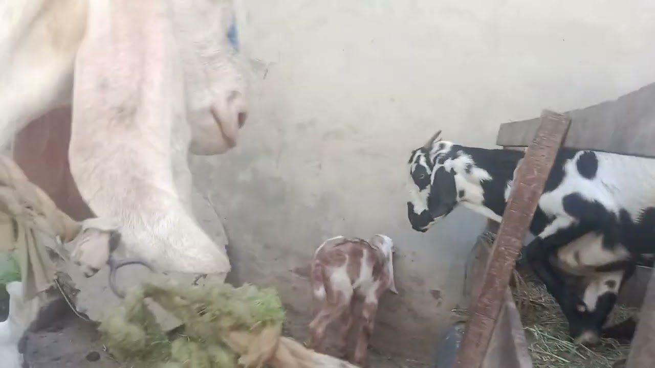 High Price Animal's 2026 | Today Mandi Price'sHigh Price Animal's 2026 | Today Mandi Price's 