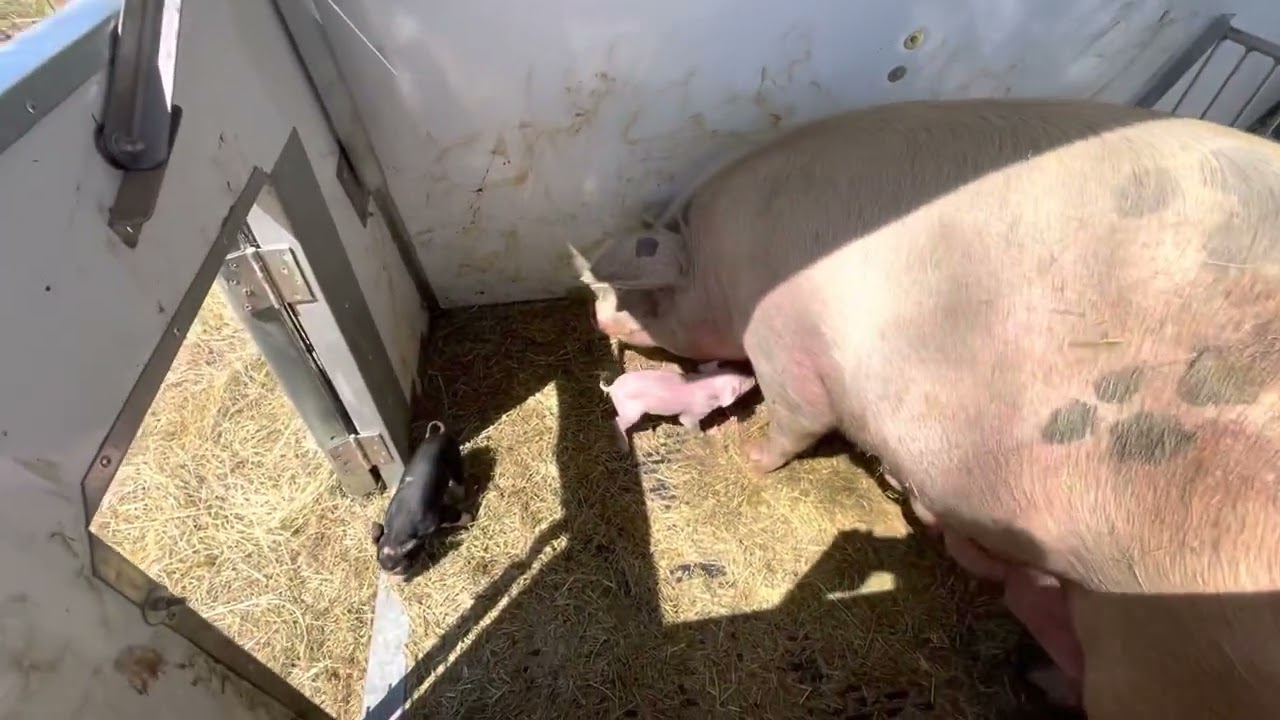 My 2nd litter of pigs in the Osborne Farrowing Shelter
