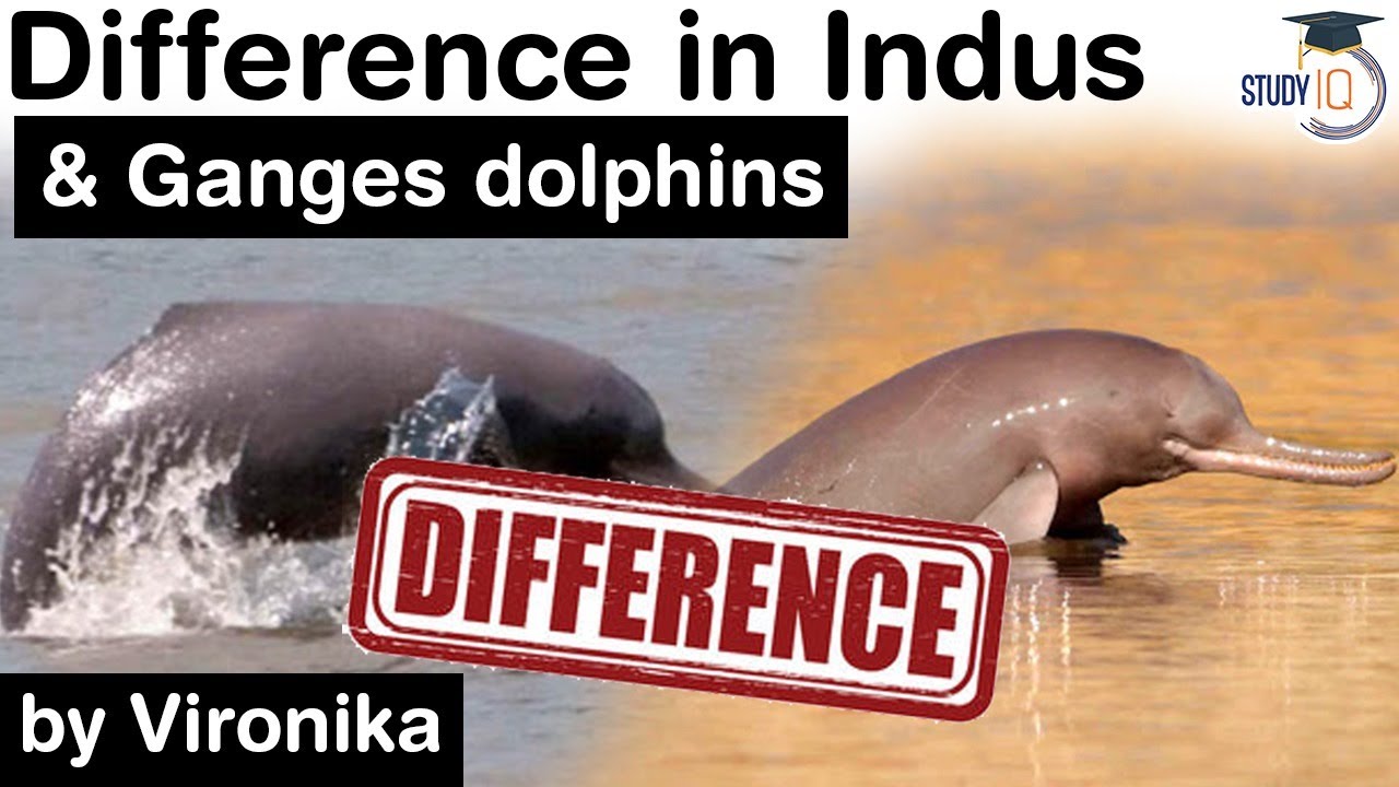 River Dolphins in South Asia - Difference in Indus dolphins and Ganges dolphins #UPSC #IAS