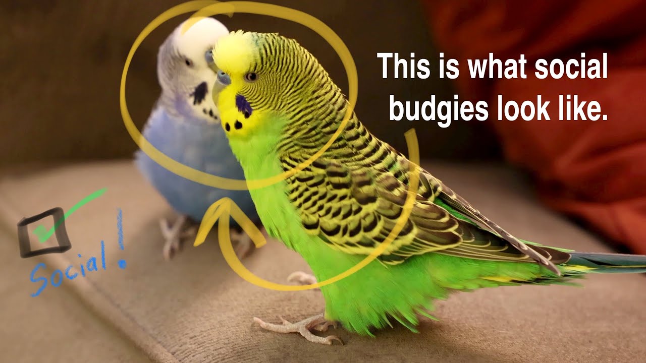 Budgie friends socializing and talking on couch