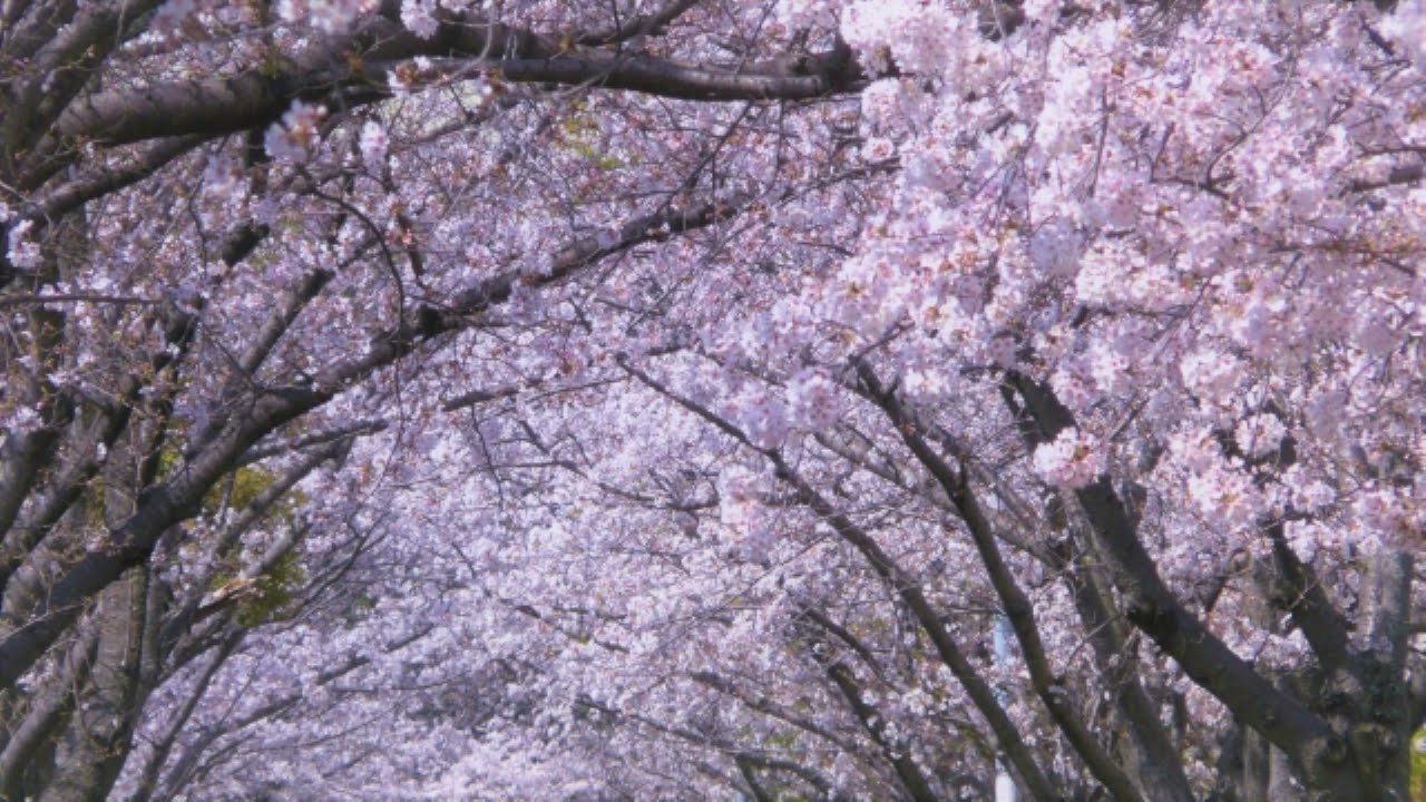 スガシカオ 『桜並木』