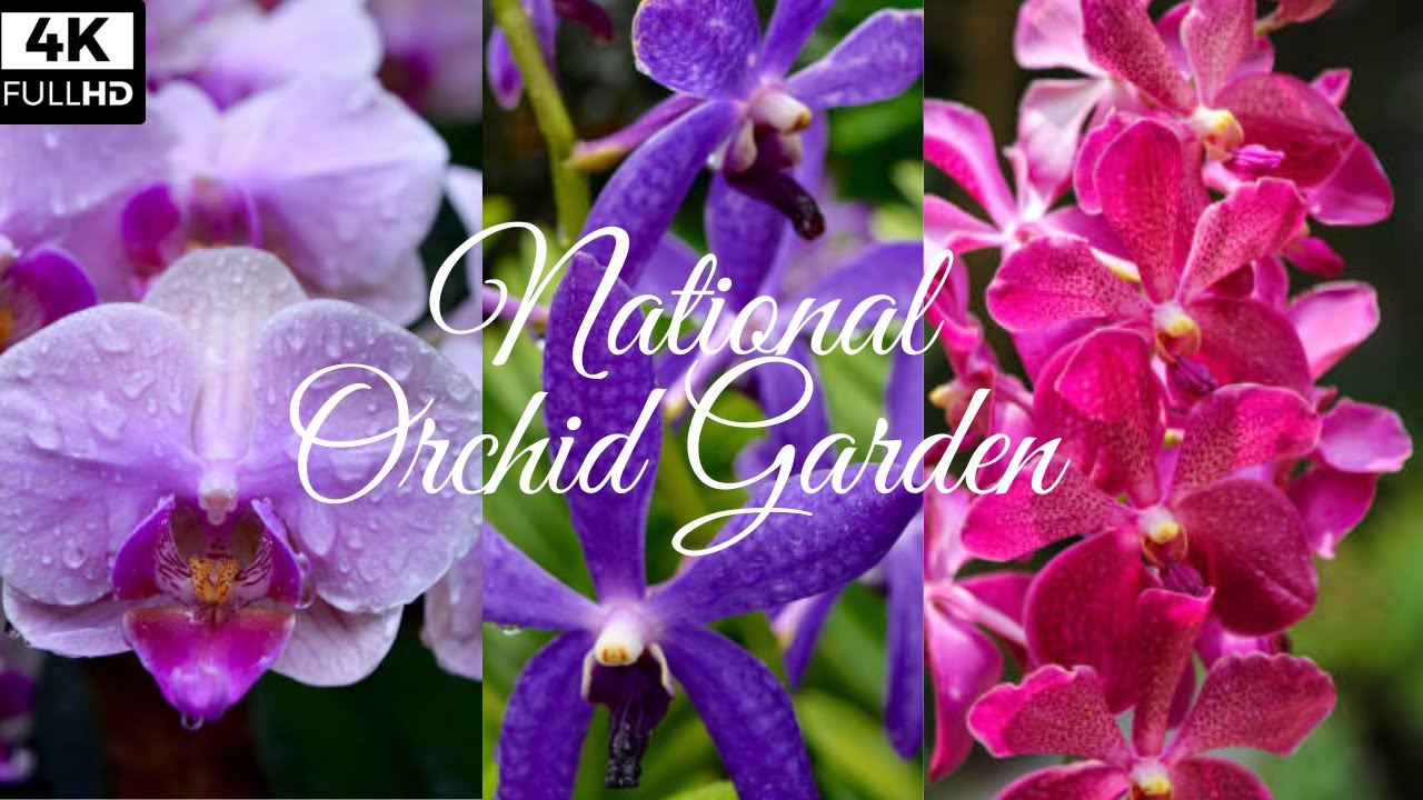 National Orchid Garden | Singapore