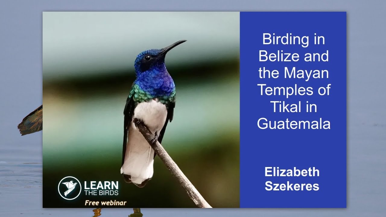 Birding in Belize and the Mayan Temples of Tikal in Guatemala