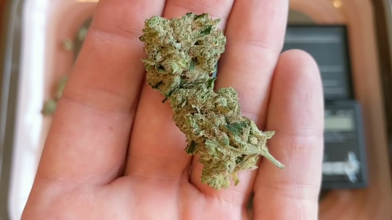 Sour Rebel Minis 23% Trulieve