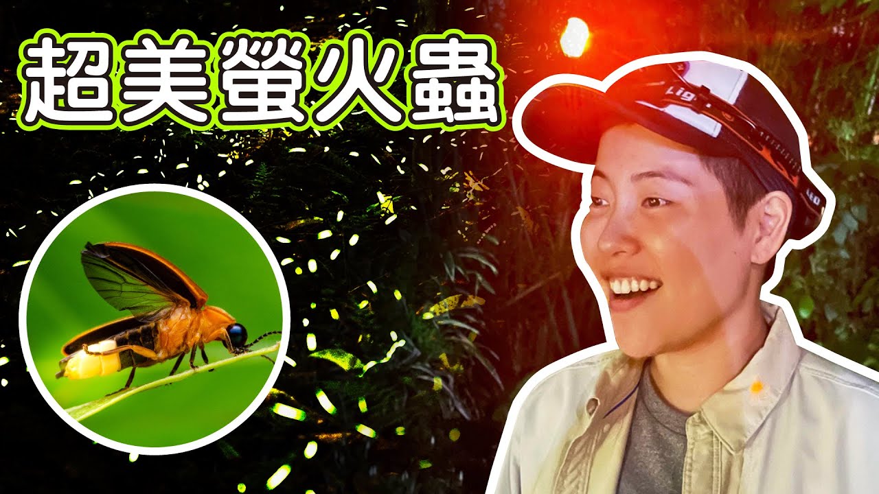 跟著擾西去找螢火蟲！還有蝴蝶 巨大蜂 鞭蠍 超美青蛙 像外星生物的渦蟲 各種台灣春天的小動物們