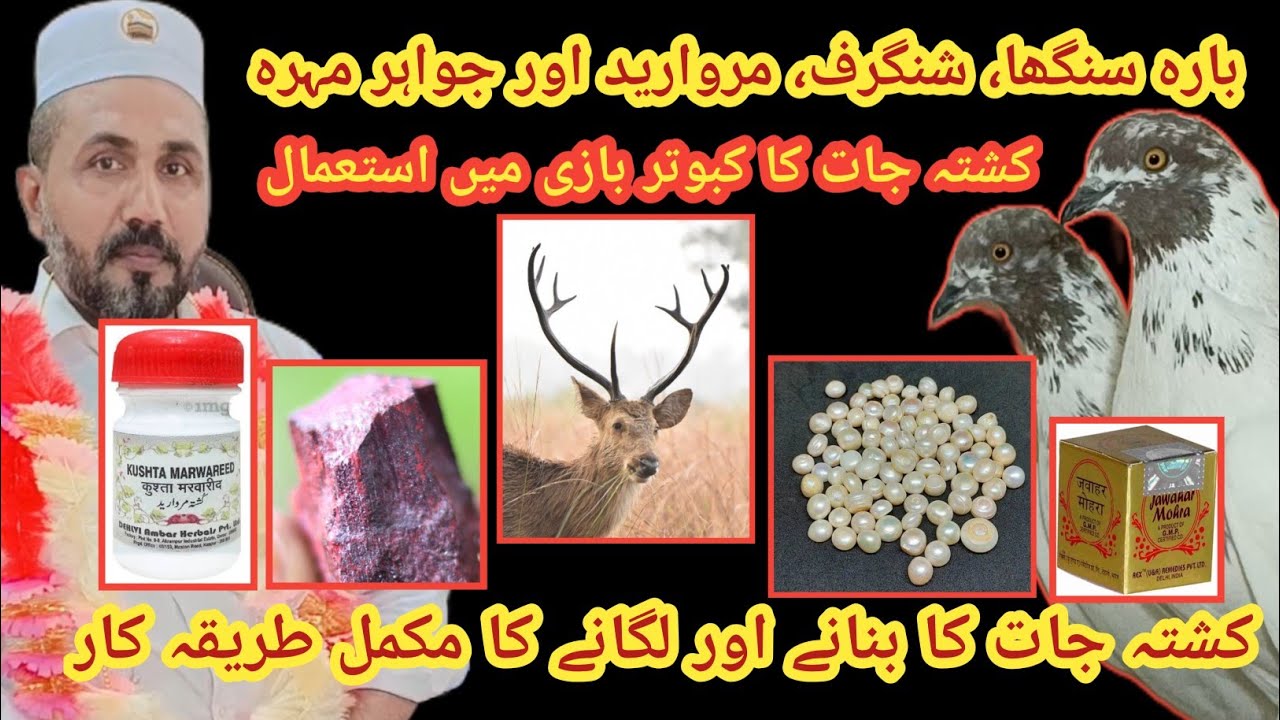KABOTAR BAAZI ME KUSHTA JAAT KA ISTIMAL|| KUSHTA JAAT KO MARNE KA MUKAMAL TARIKA #pigeon #bird 