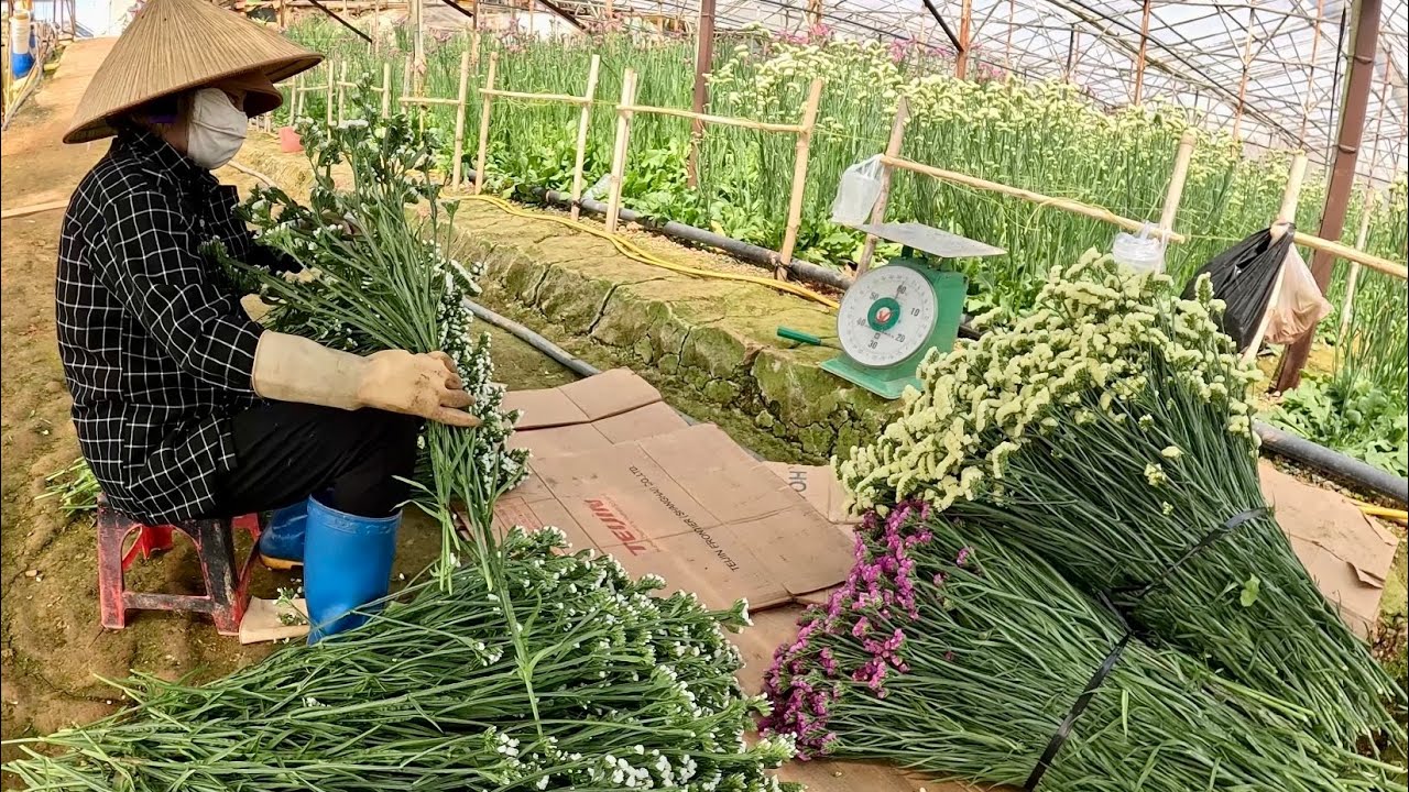 Thu hoạch HOA SALEM của bà con nông dân Đà Lạt.