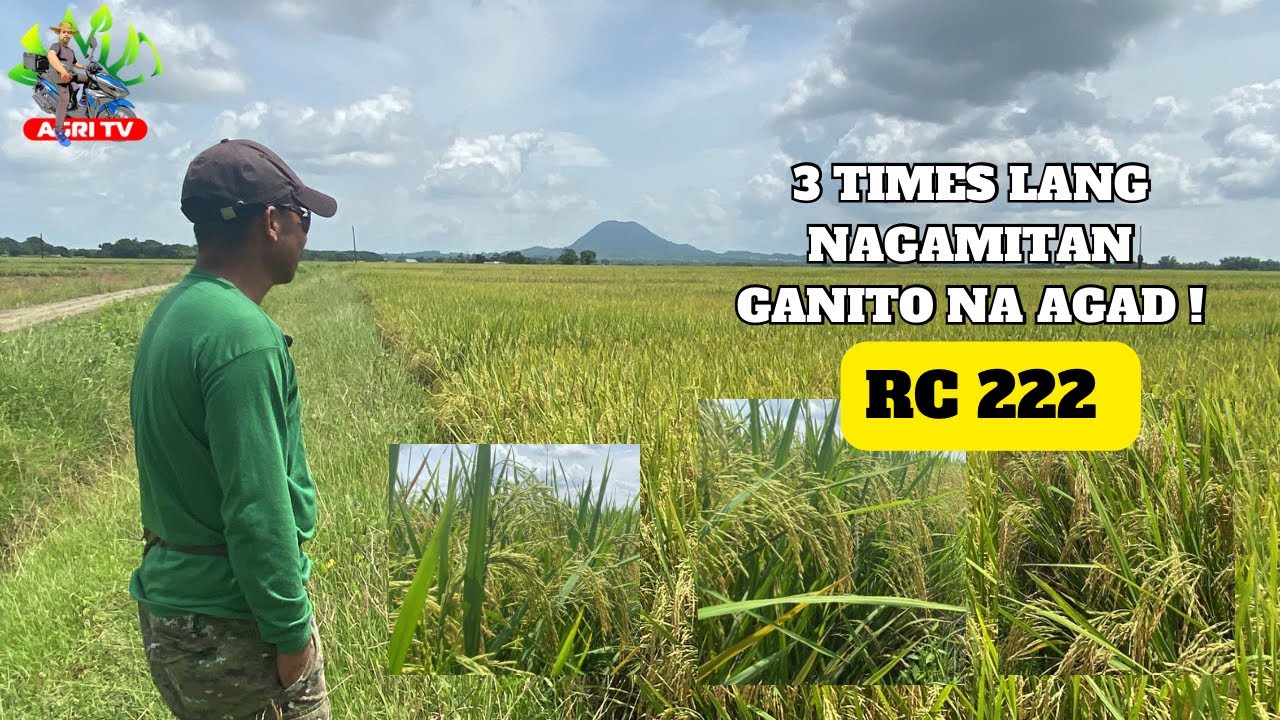 Ganito pala ang Result ng Abundant Harvest sa Palay ni sir Mario / increase harvest / Rc222