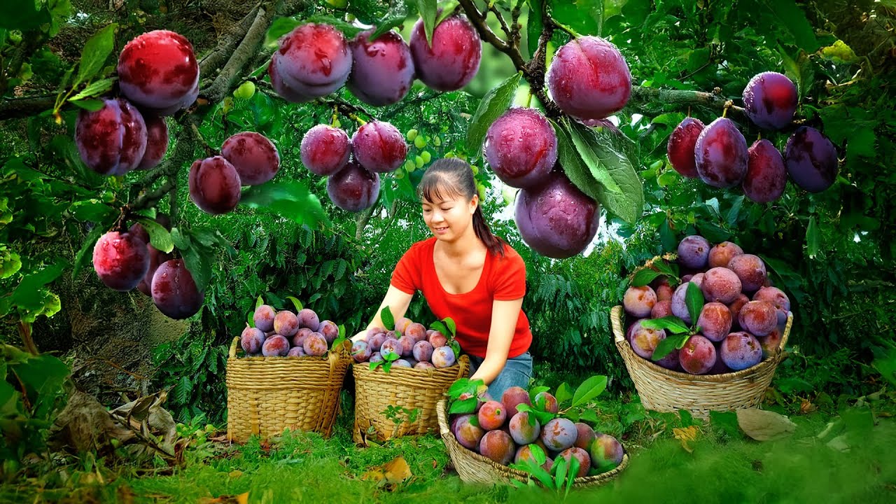 Harvesting Plums to Sell at the Market, Then Shopping at the Supermarket | Phuong Harvest Life