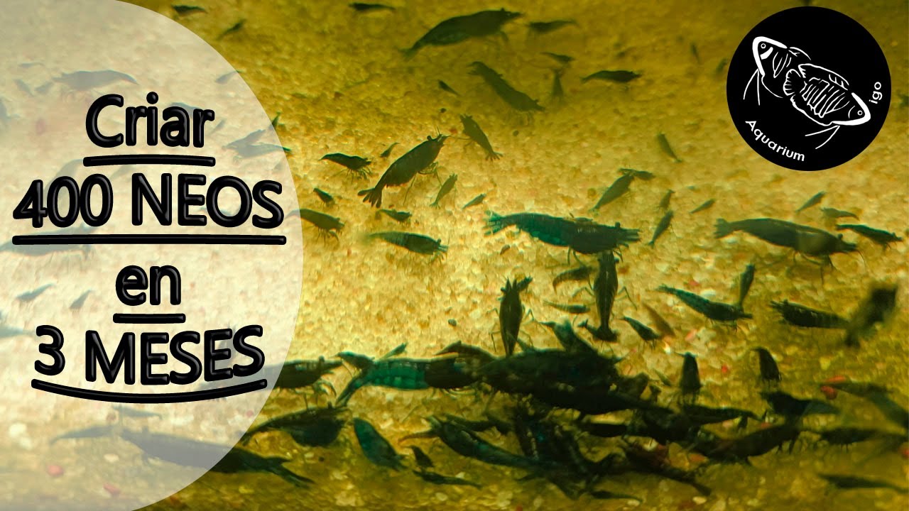 🦐GAMBAS NEOCARIDINAS. METODO PARA CRIAR RAPIDO EN UN ACUARIO. Cuidados, temperatura, cambios de agua