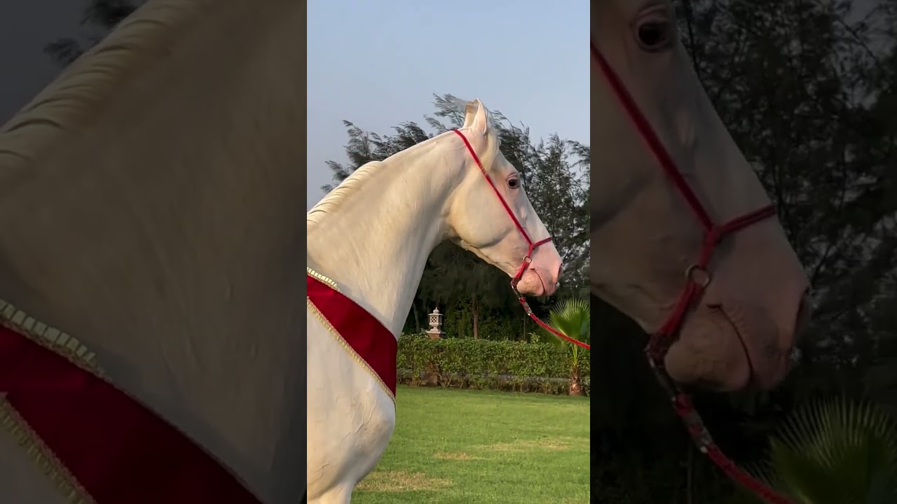 White Nukra Horse Stallion 