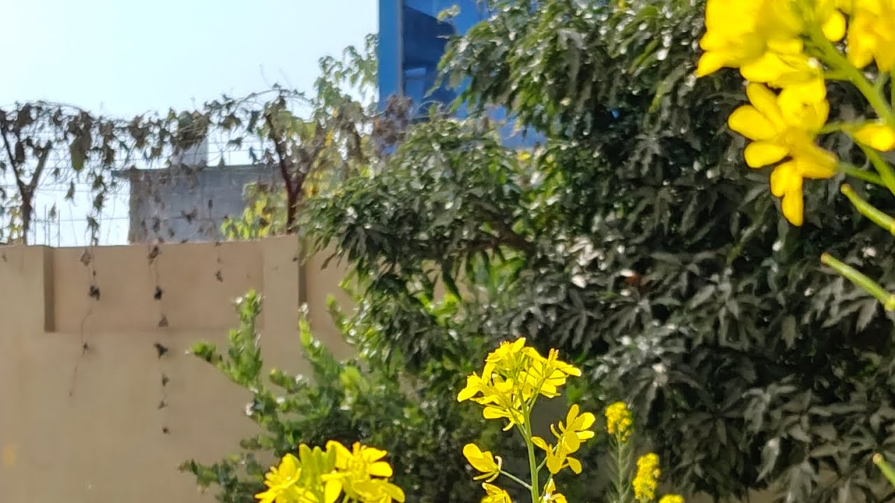 आज करी खेत की सफाई
