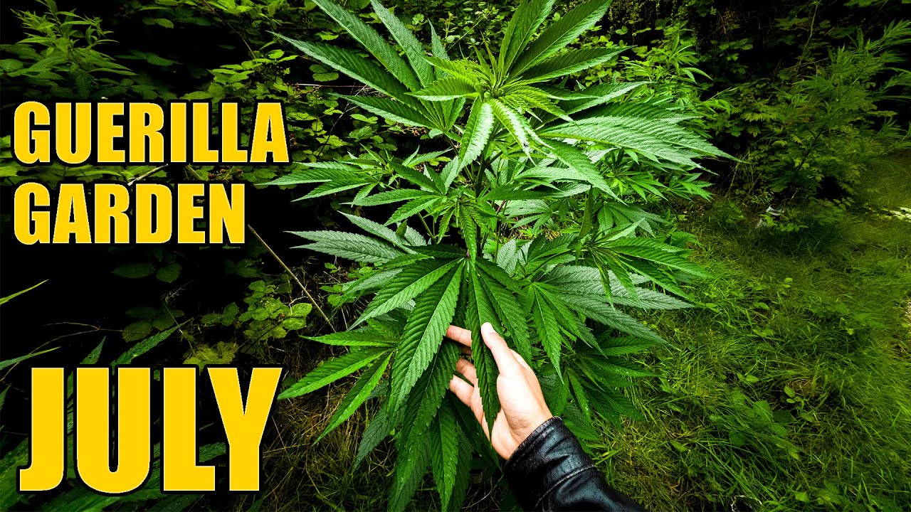 Cannabis Guerilla Garden - July Update