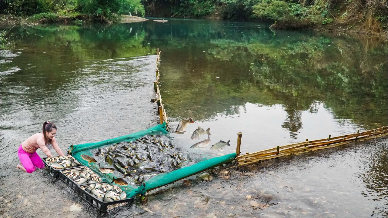 How to Make Simple Fish Trap From Bamboo, Plastic Pipe. The SECRET to Catching Big Schools Of Fish