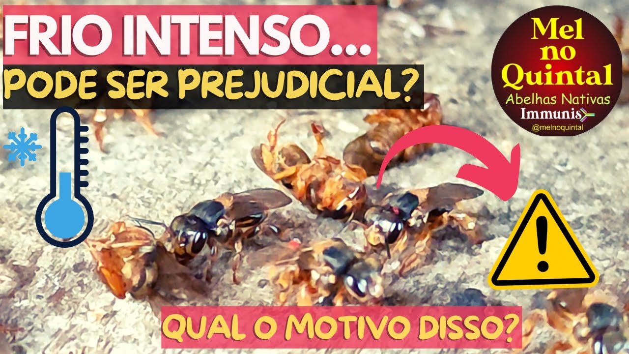 FRIO e INVERNO PREJUDICAM NOSSAS ABELHAS SEM FERRÃO? ❄️⚠️