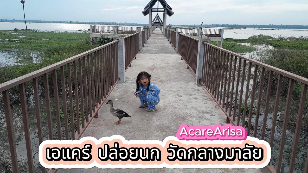 เดินชมวิว “เจอเป็ดหรือนก”ที่สะพานริมเขื่อนลำปาว (โบสถ์เก่าเดิมวัดกลางมาลัย) @AcareArisa