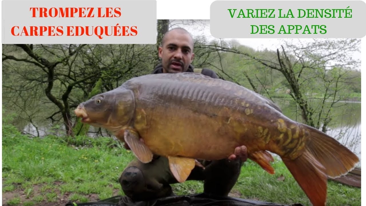 peche de la carpe :stratégie pour sélectionner les plus gros poissons grâce à  l'amorçage